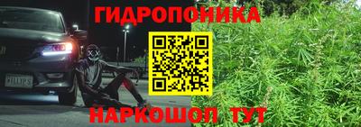 бошки Кингисепп